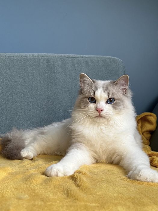 Kocurek Ragdoll adopcja / prawdziwy rodowód / kocięta FPL kotek kocur
