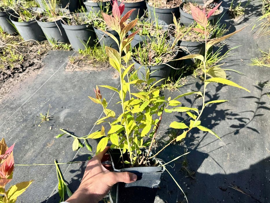 Tawuła japońska 'Macrophylla' (Spiraea japonica) Doniczka 2.0L