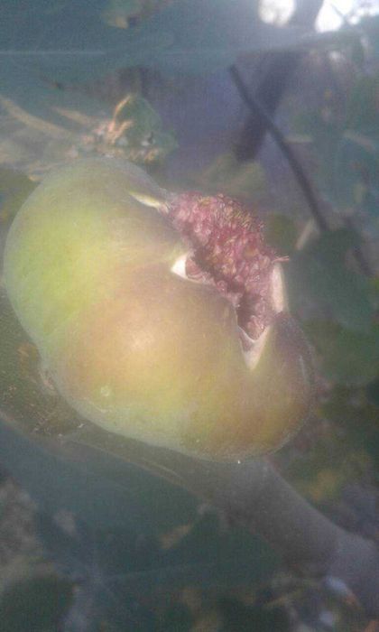 продам саженцы инжира