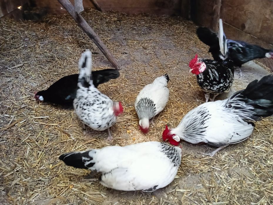 Kury Bantamki gronostajowe