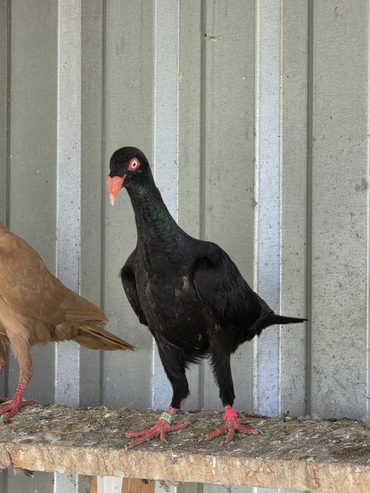 Czarne duńskie lotne