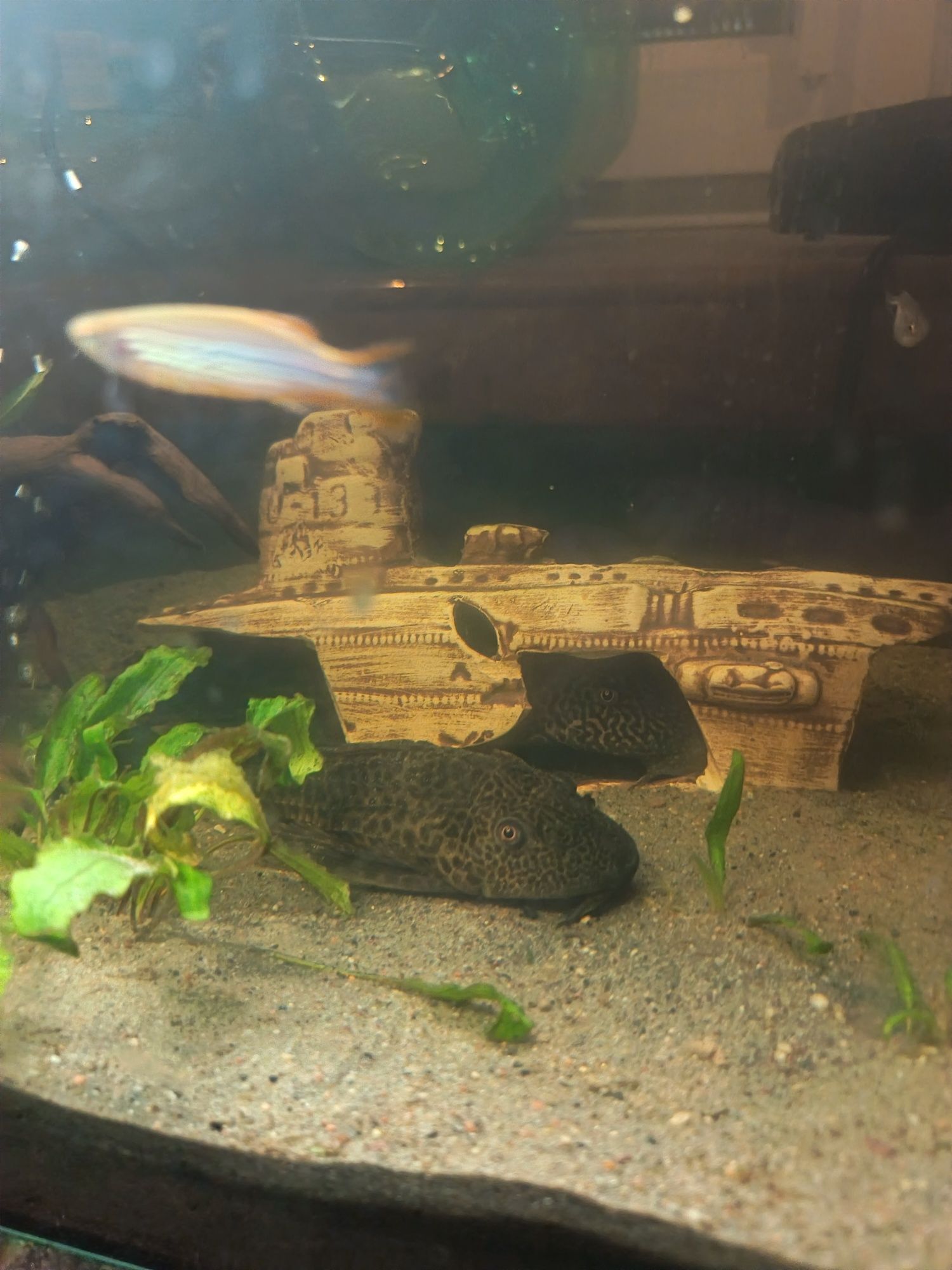 Akwarium 50L  bez ryb