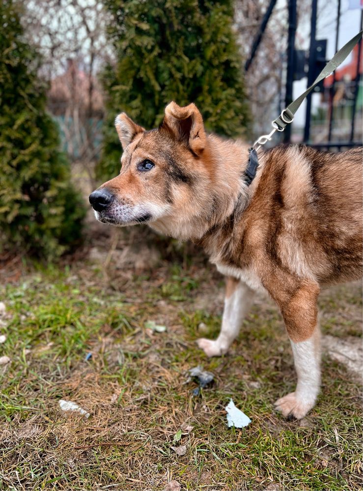 Rambuś do adopcji szuka domu