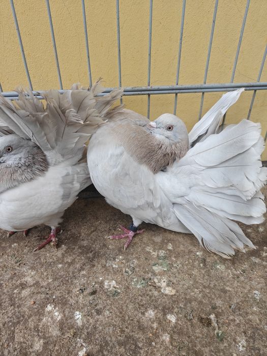 Pawiki perłowe para