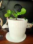 A Pilea peperomioides é conhecida como planta chinesa do dinheiro