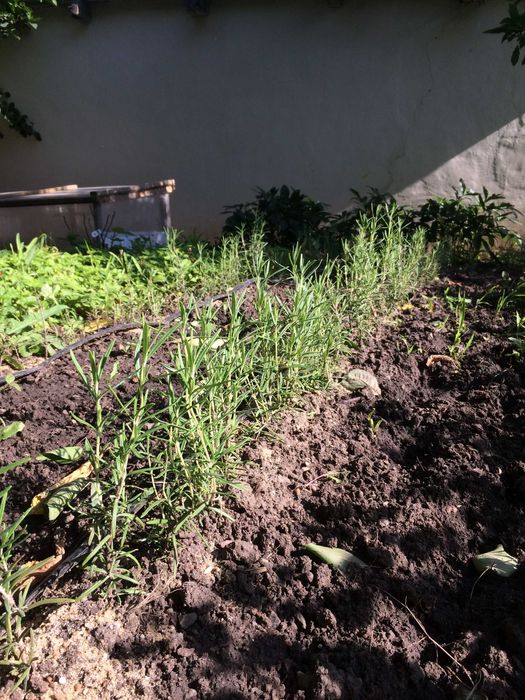 Саджанці розмарину, Саженцы розмарина