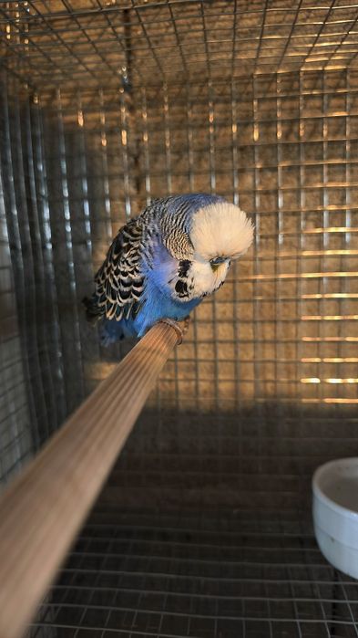 Periquito Inglês macho