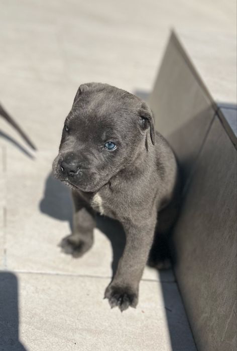 Cane Corso cinza femea  Casa do tavarsbull