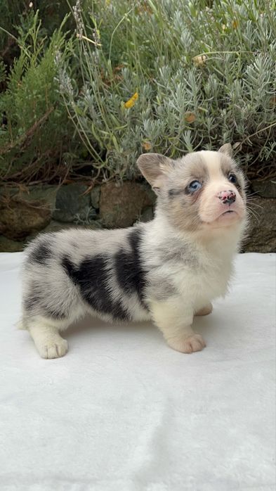 Welsh Corgi Cardigan - piesek Blue Merle