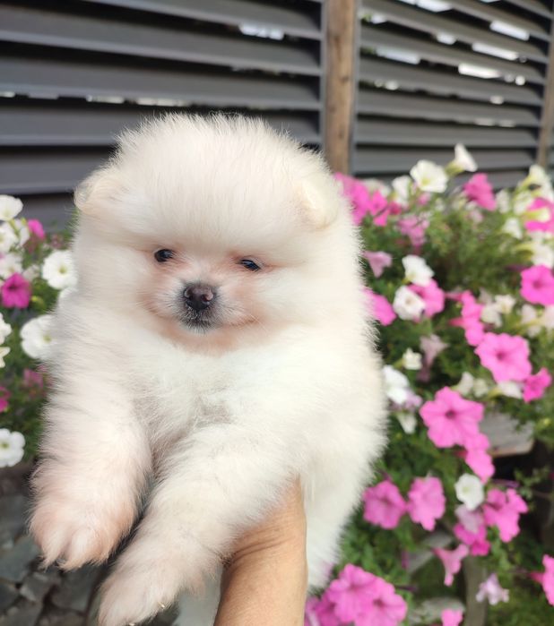 FCI Pomeranian Szpic miniaturowy