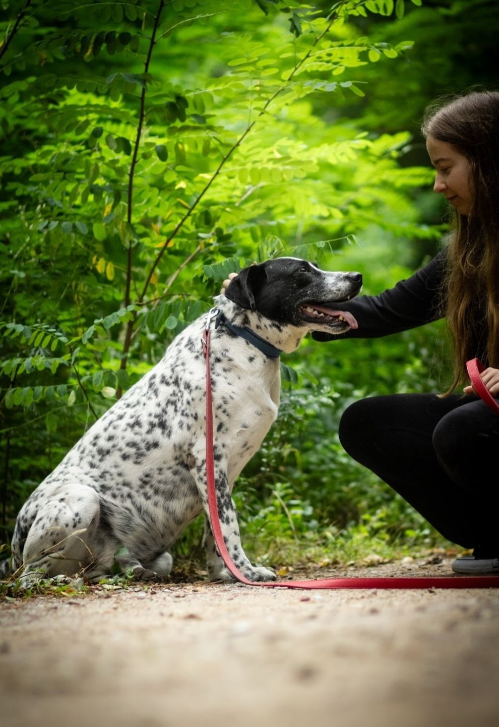 Ambaras! "Dalmatyńczyk" do adopcji!