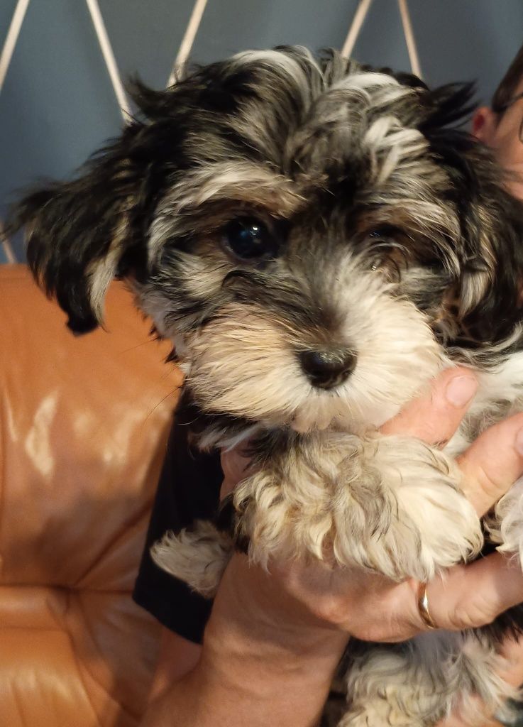 Morkie, Morkshire piesek