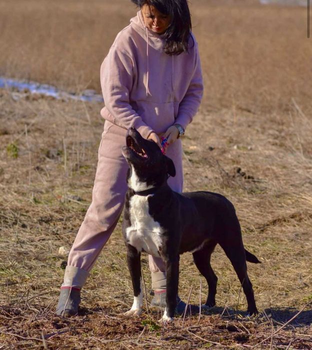 DEJMAN - 4-5 lat unikalny, przyjazny pies uratowany w Bułgarii