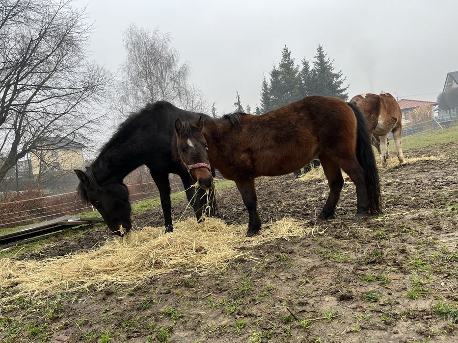 sprzedam dwie klacze