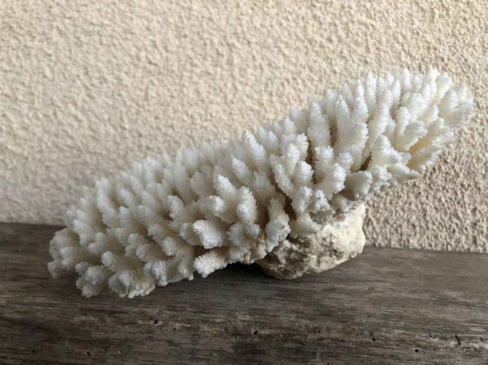 Coral branco - Acropora hyacinthus