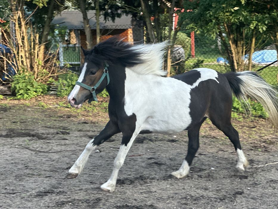 Kuc klacz na sprzedaz