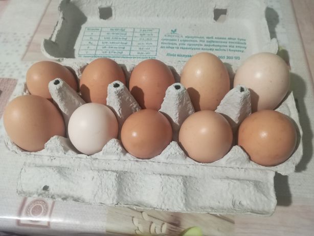 Куриные яйца  домашние
