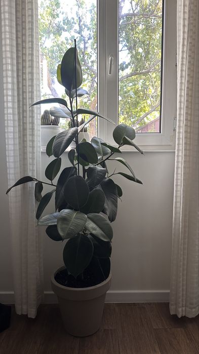 Фикус 1,5 метра с вазоном