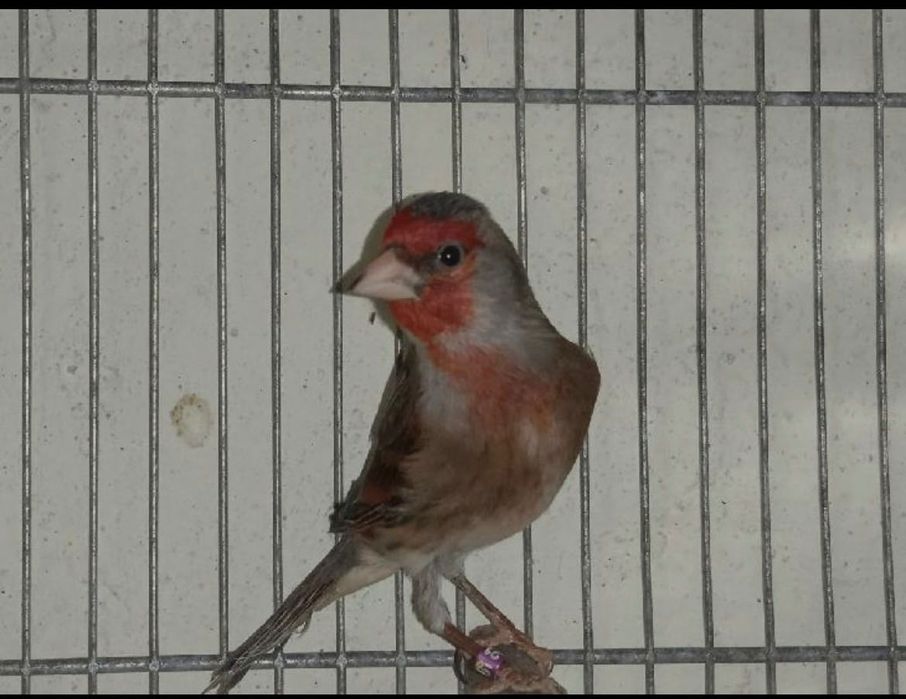 mestiço de pintassilgo com canária