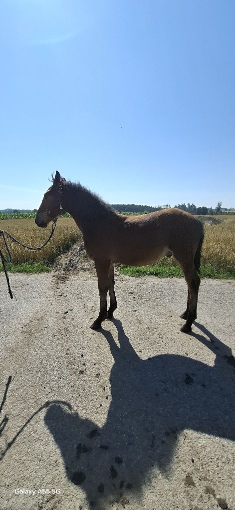 Sprzedam ogierka