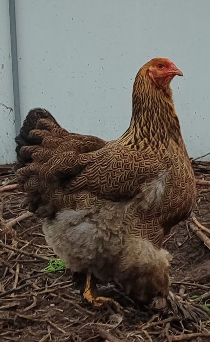 Кури порода "Брама"