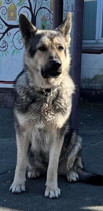 Замечательные породные ВЕО от выставочных родителей.