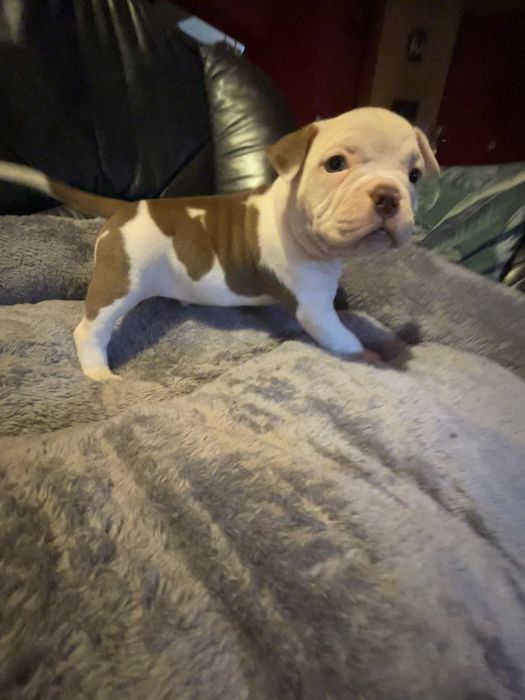 American Bully piesek