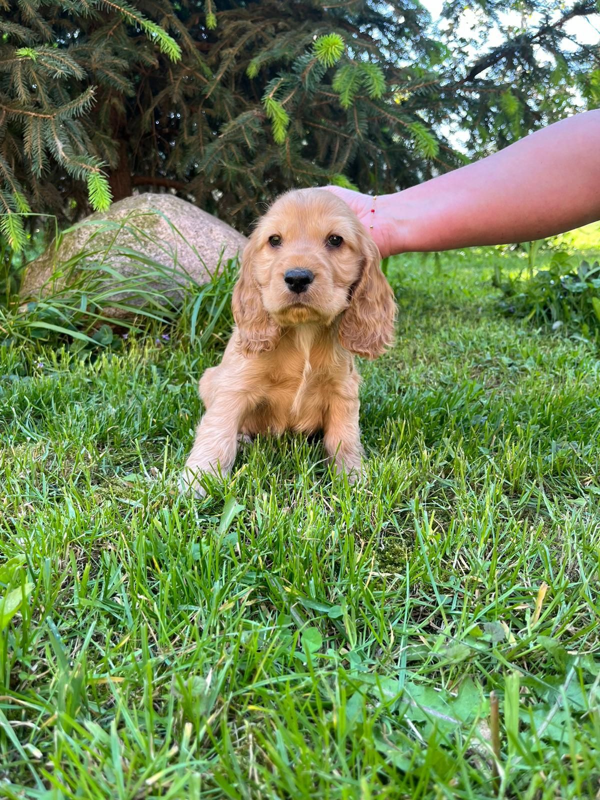 Cocker Spaniel Angielski