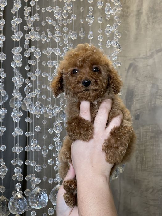 Хлопчик той пудель