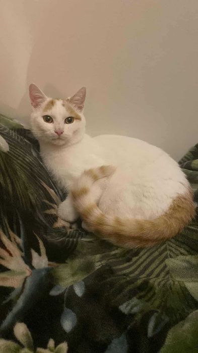 Półroczny kocurek szuka domu. Wykastrowany