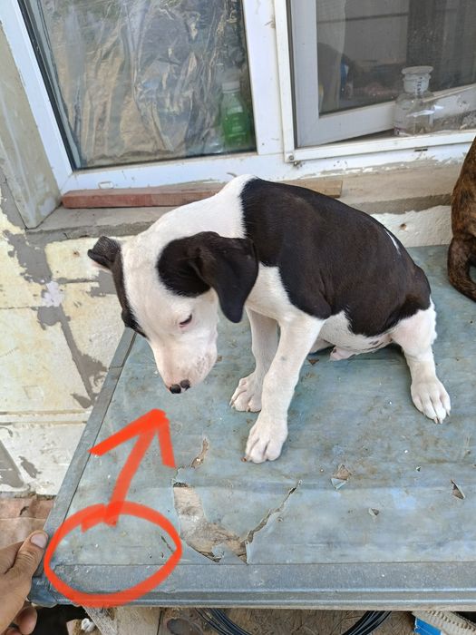 Продаю питбули с паспортами