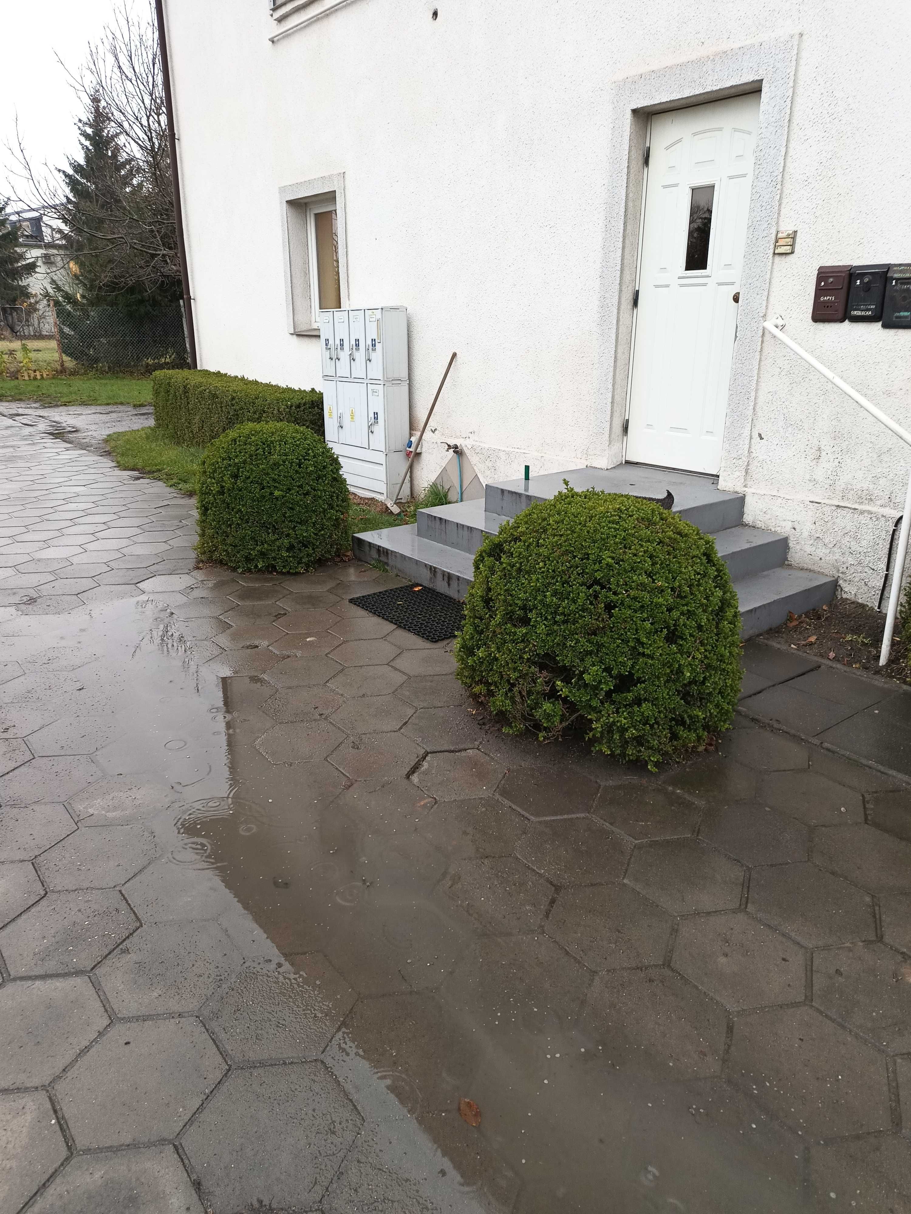 Bukszpan -oddam za darmo wys. 0,8m ok.20szt. Na wiosnę usunę.