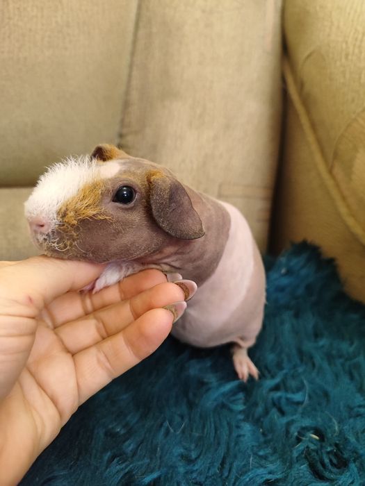 Чарівний хлопчик скінні мурчак