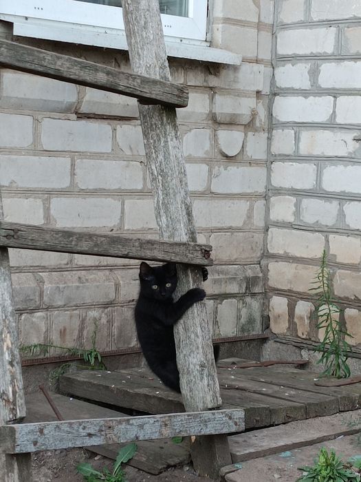 Котята шукають турботливу родину