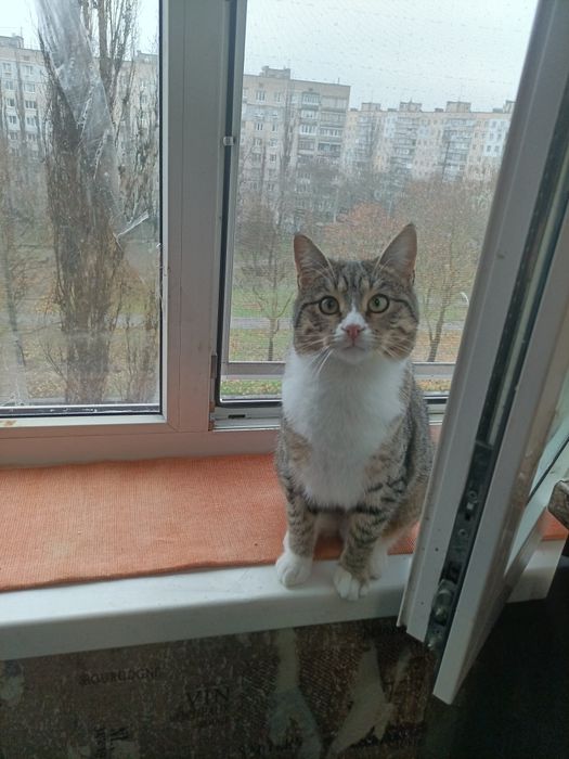 Кошеня шукає родину