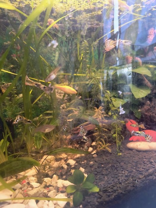 Rybki akwariowe gupik