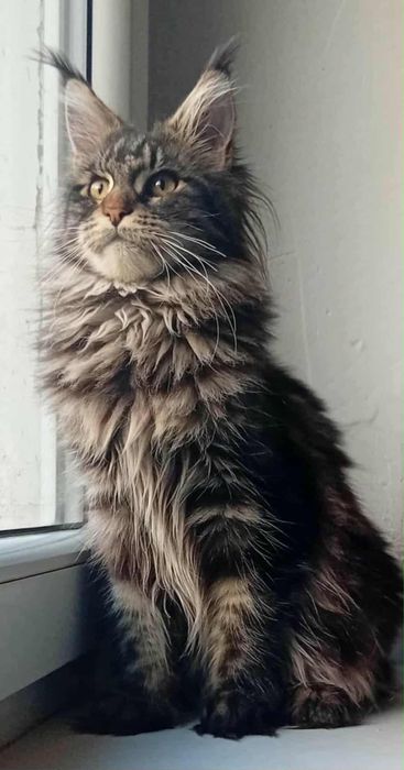 Koteczka Maine Coon z rodowodem