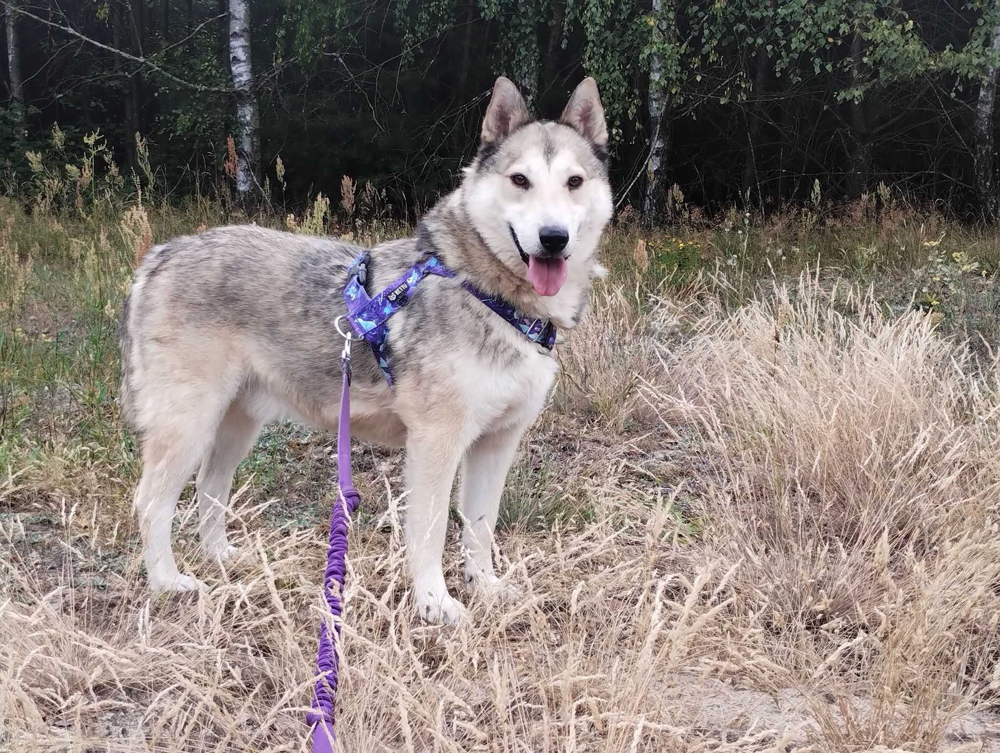 Kenobi mix husky/łajka