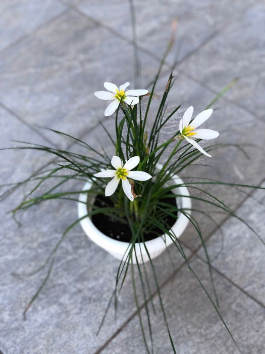 Зефірантес Кандіда (Candida) комнатная Лилия выскочка зефирантес