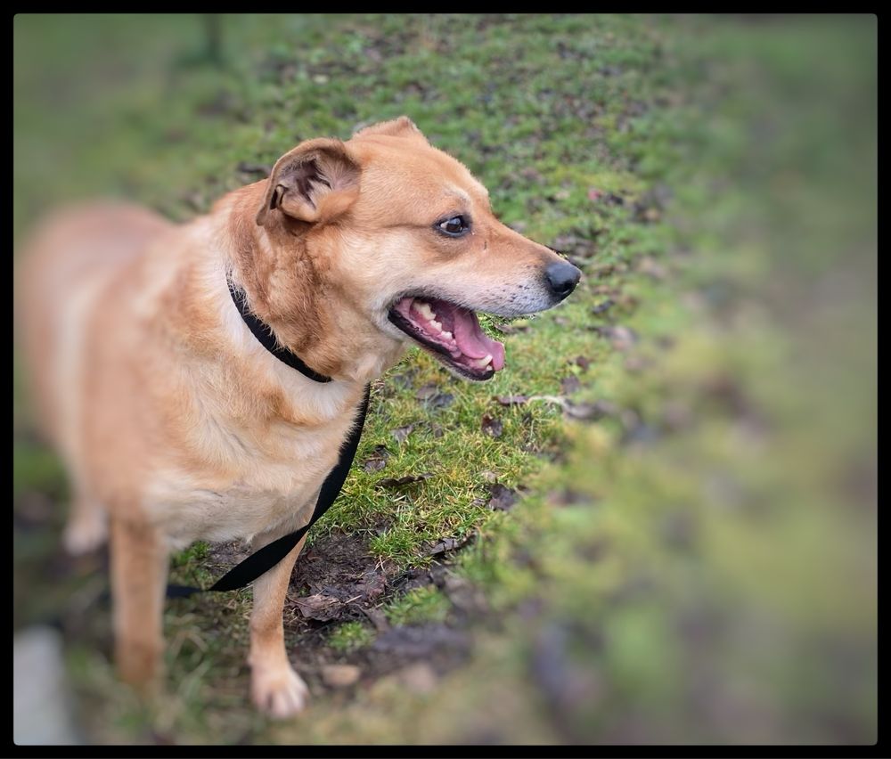Do adopcji piesek Max w typie labradora