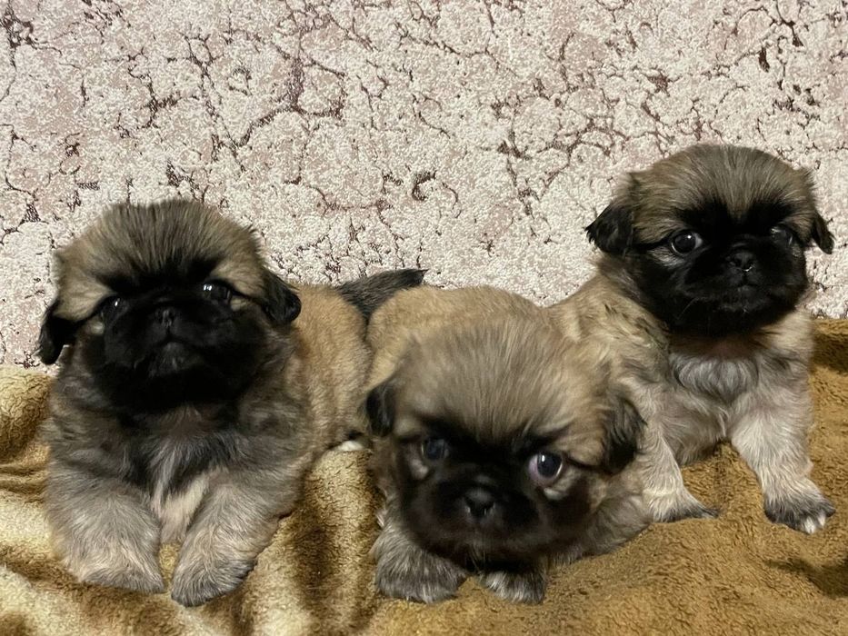 Продам породистых щенков шПикинеса