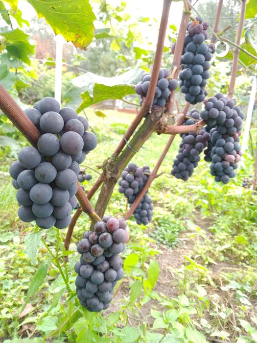 Sadzonki winorośli w doniczkach