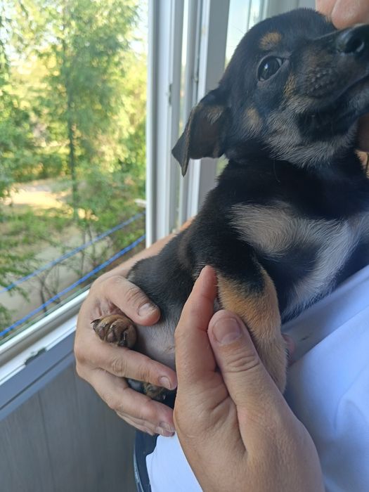 Віддам цуценя в добрі руки.