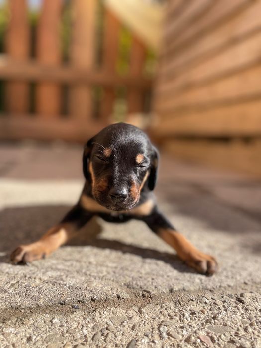 Gończy Polski x irlandzki gończy szczeniaczki gotowe do oddania