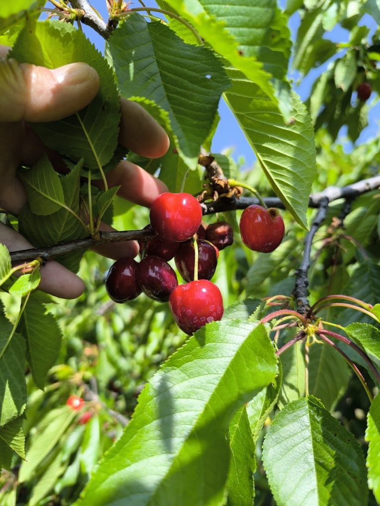 Cerejas de resende