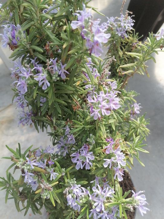 Продам  саджанці  розмарину