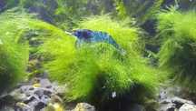 Krewetki (Neocaridina) - Blue Velvet