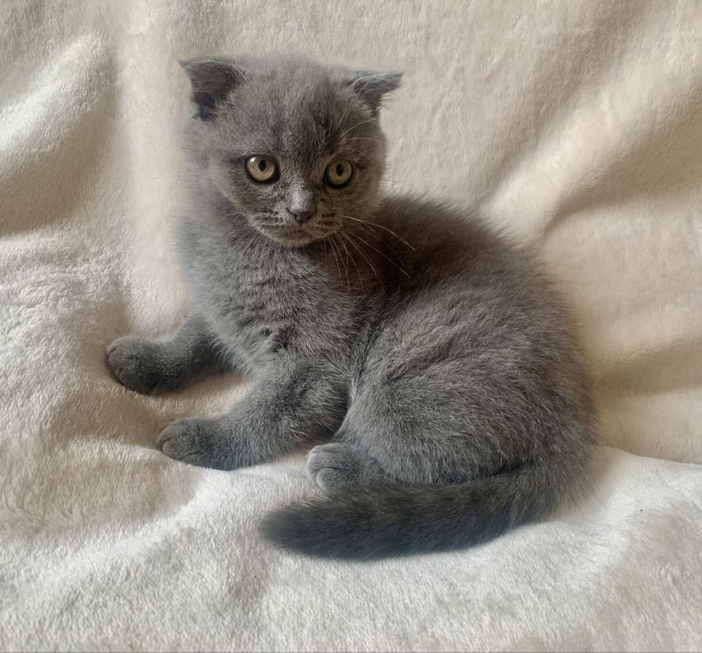 Срочно! шотландские вислоухие котята!