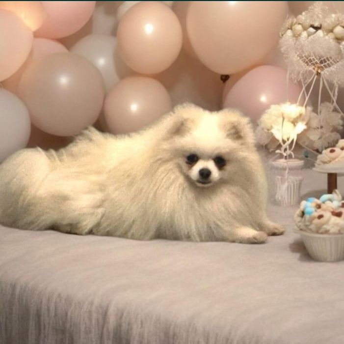 Szpic miniaturowy suczka