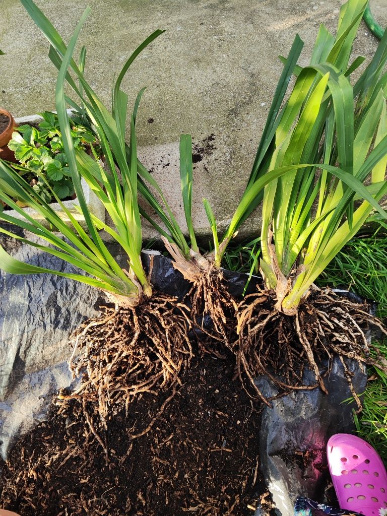 Mudas de Orquídeas